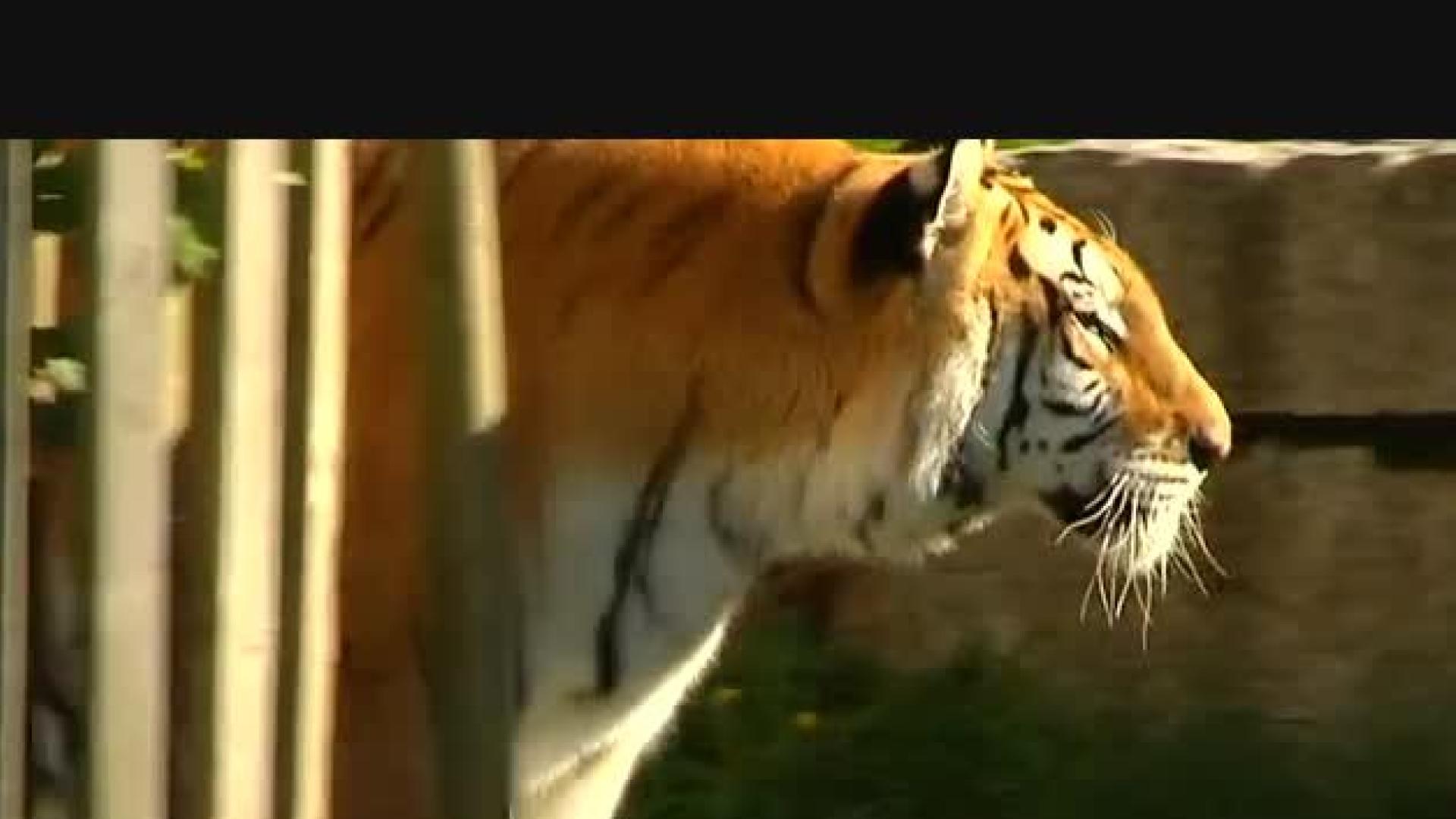 Ataque mortal de un tigre en Terra Natura
