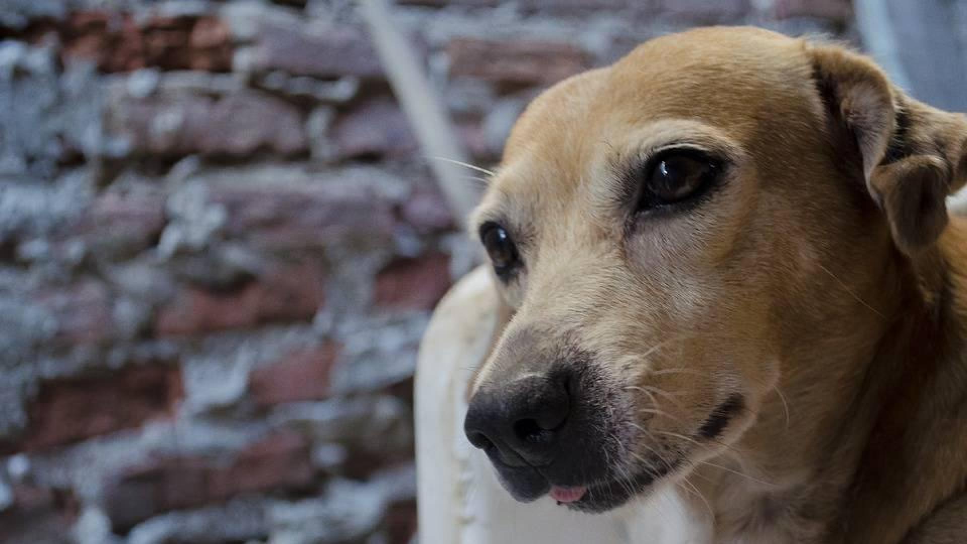 Toma al perro como rehén para que su pareja no lo denuncie por malos tratos