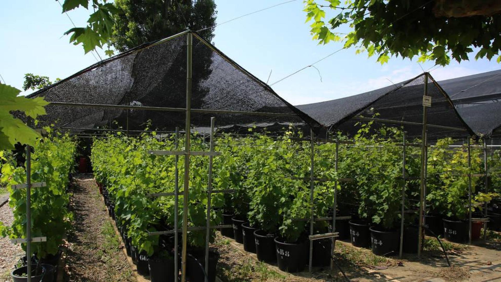 El vivero de vides en Olite