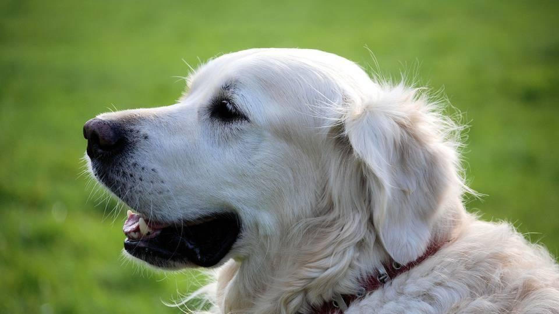Terapia con animales para menores víctimas de violencia de género en Pamplona
