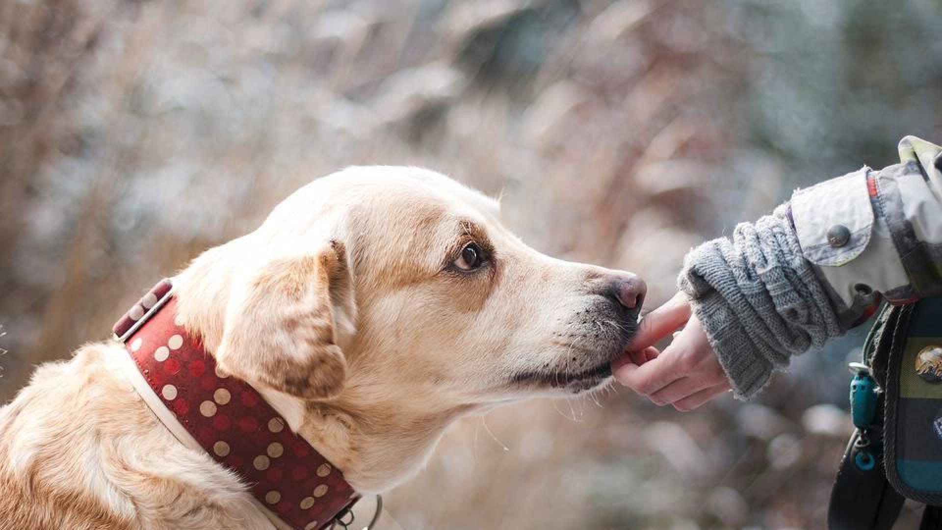 Vacunación e identificación canina, hasta el 2 de junio en el centro de Atención a Animales