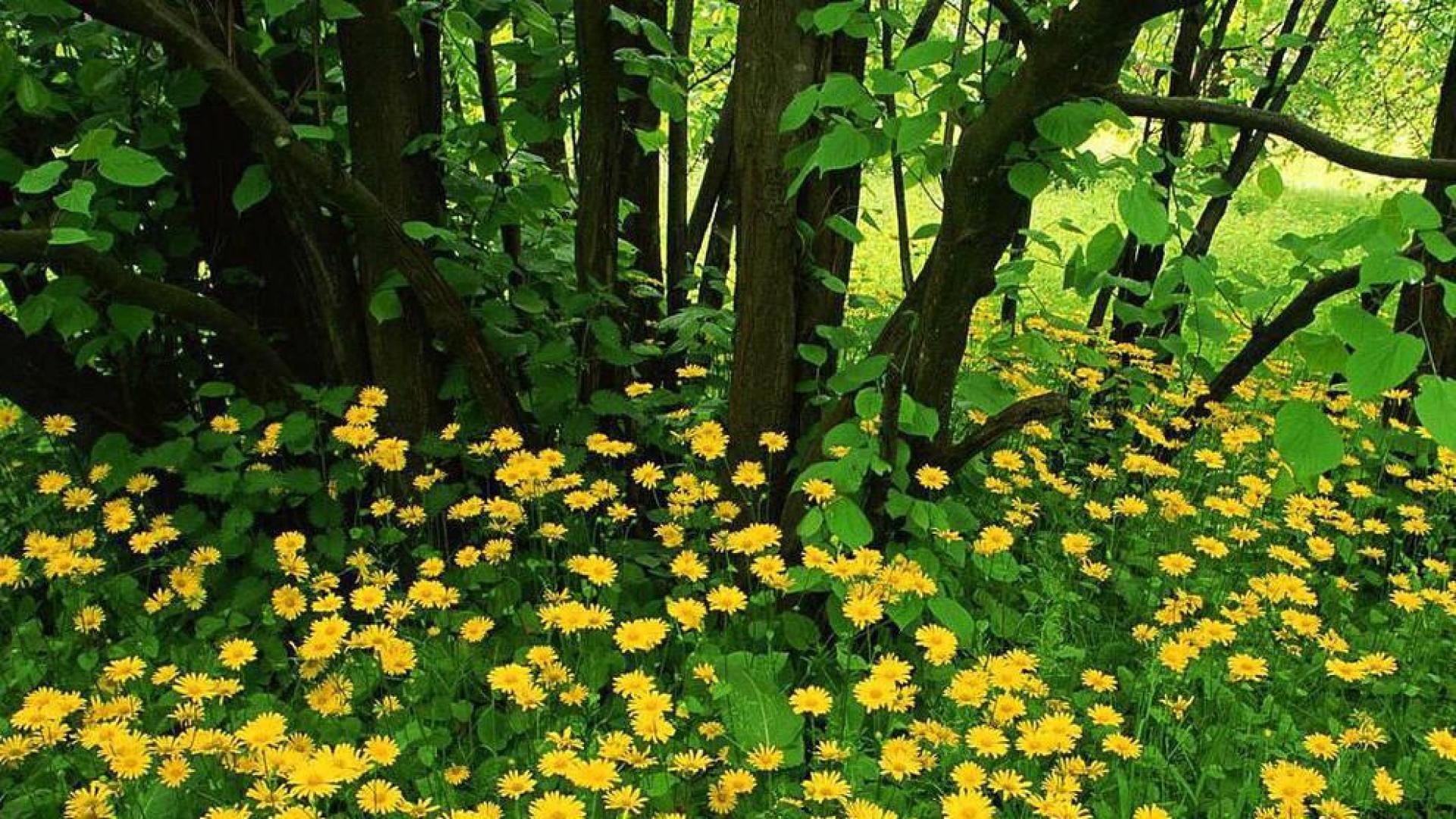 Las plantas son capaces de reconocer si sus vecinas son "de la familia"