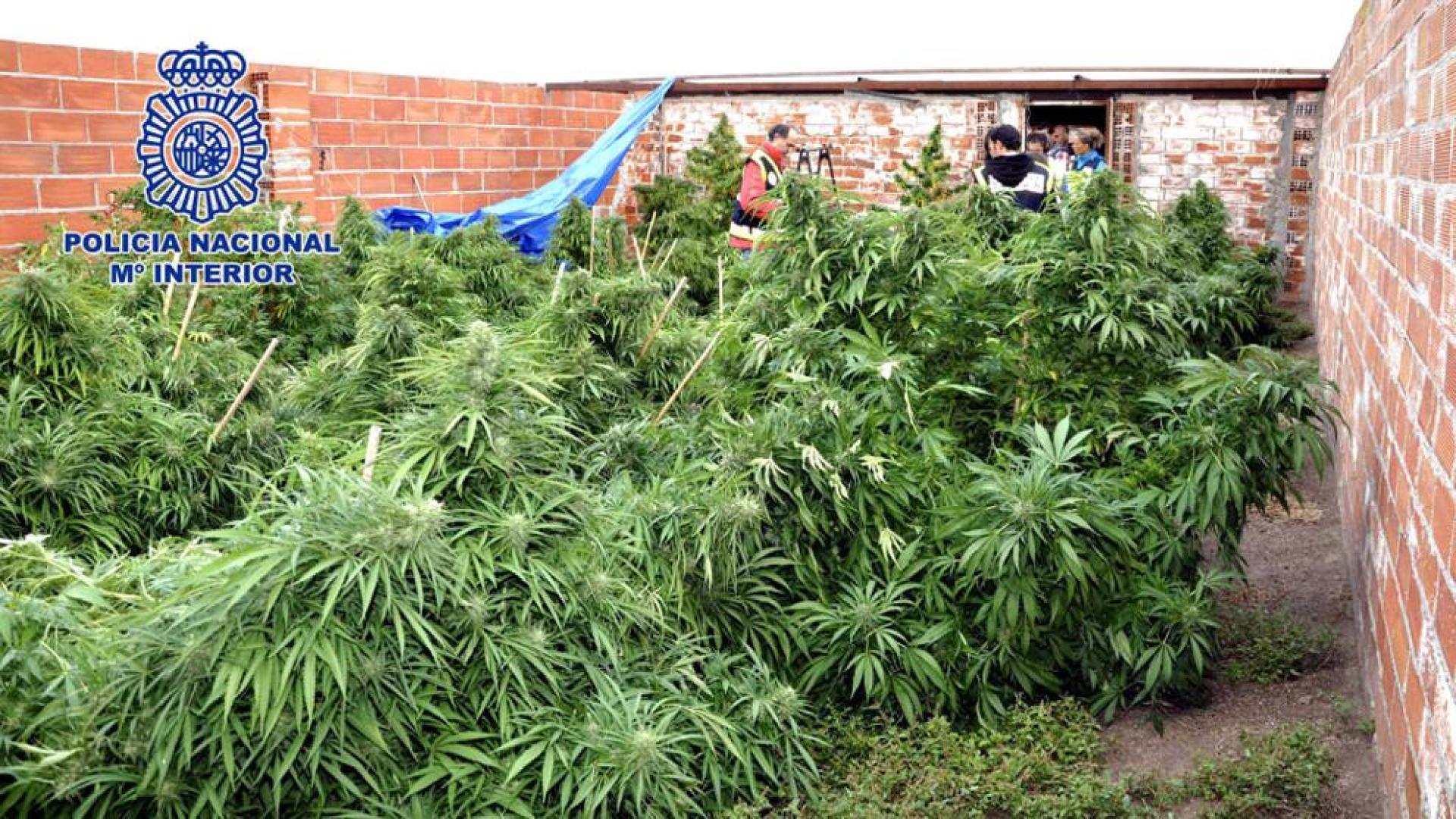 Desmantelado el mayor punto de cultivo y distribución de marihuana