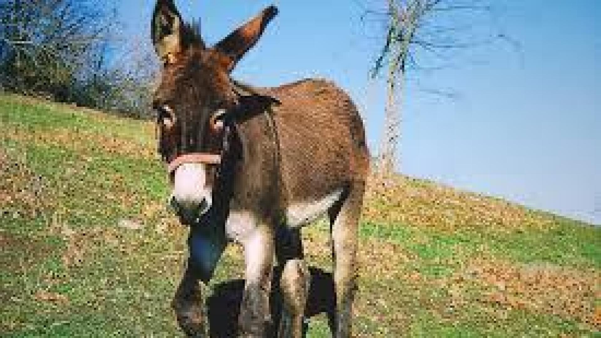 Se toma al pie de la letra a su profesor y se planta en el patio del colegio en un burro