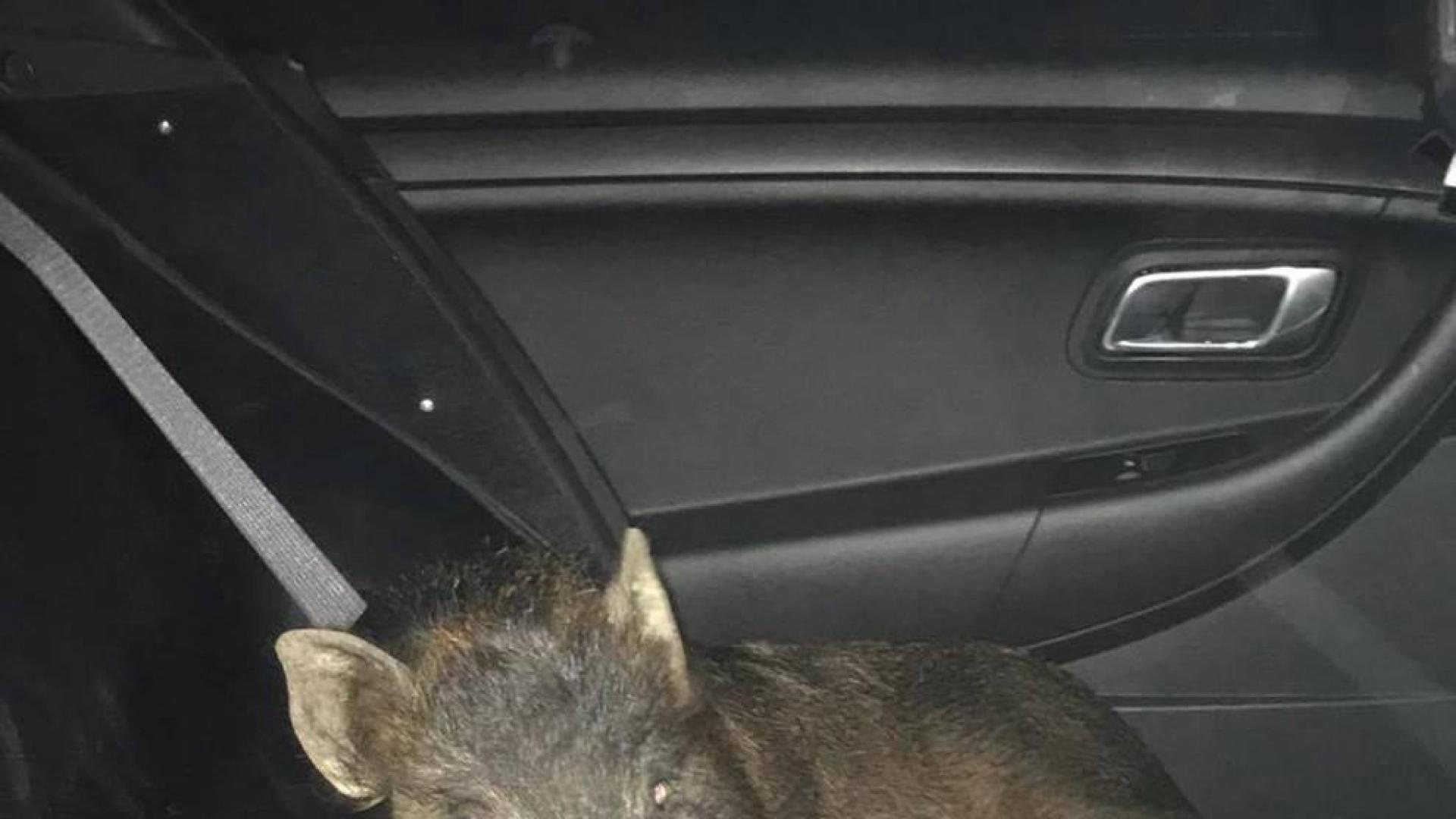 Un cerdo, detenido por acusar a un hombre de madrugada