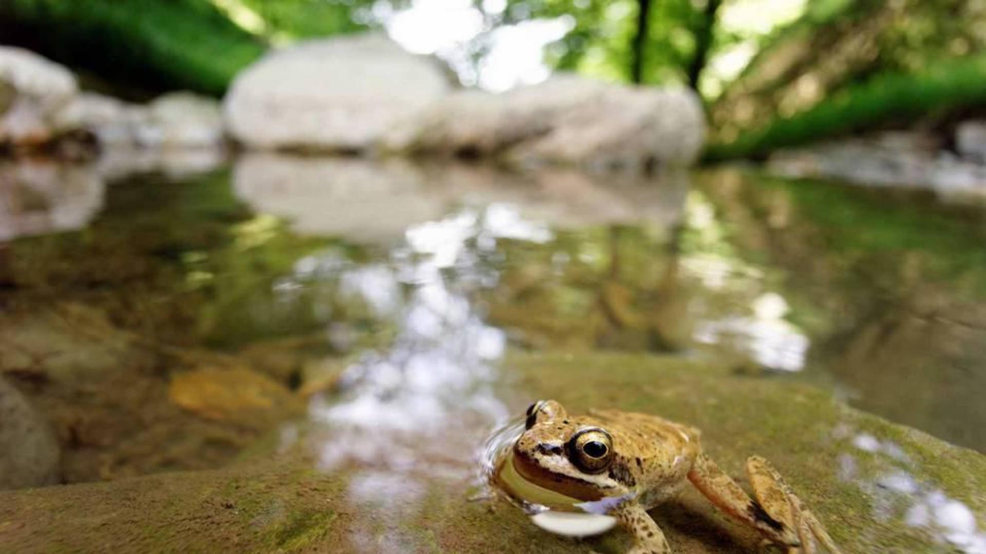 La rana pirenaica, un salto de altura