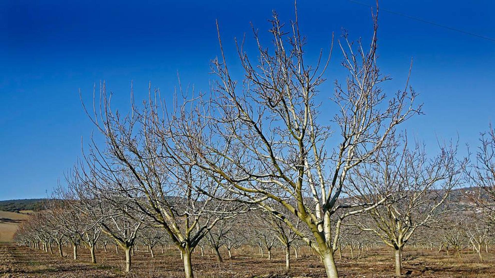 26,8 millones de ayudas de la PAC en Navarra se abonarán desde mañana