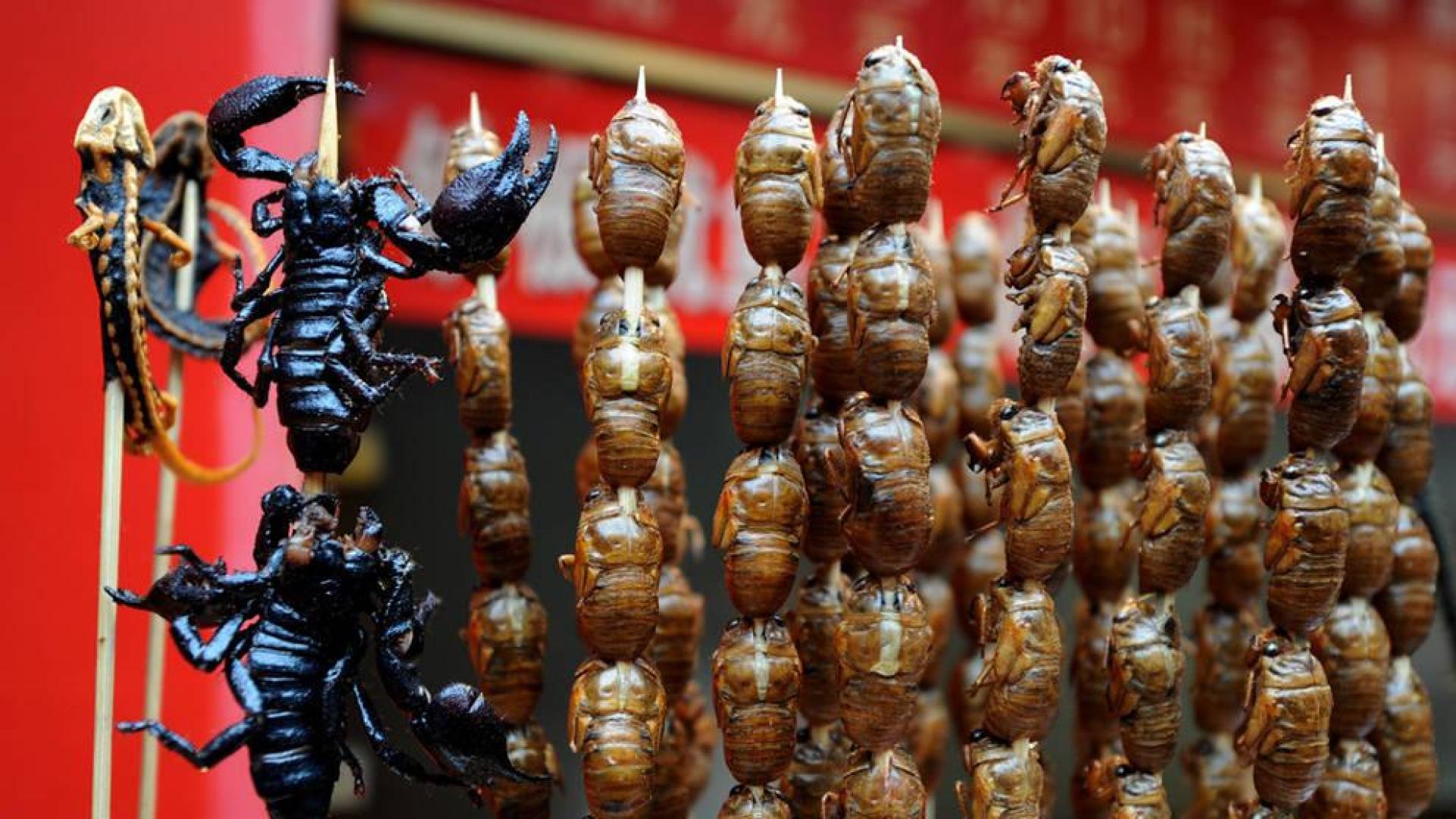 Aceptan comer insectos porque no se extinguirán