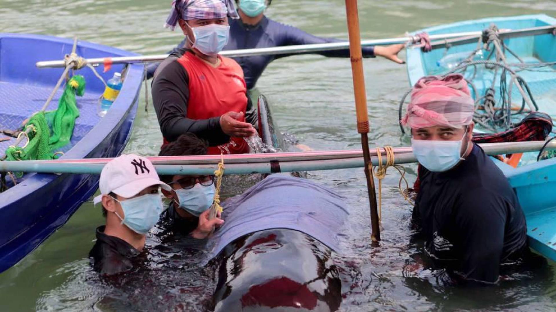 Muere una ballena en Tailandia tras tragarse ochenta bolsas de plástico