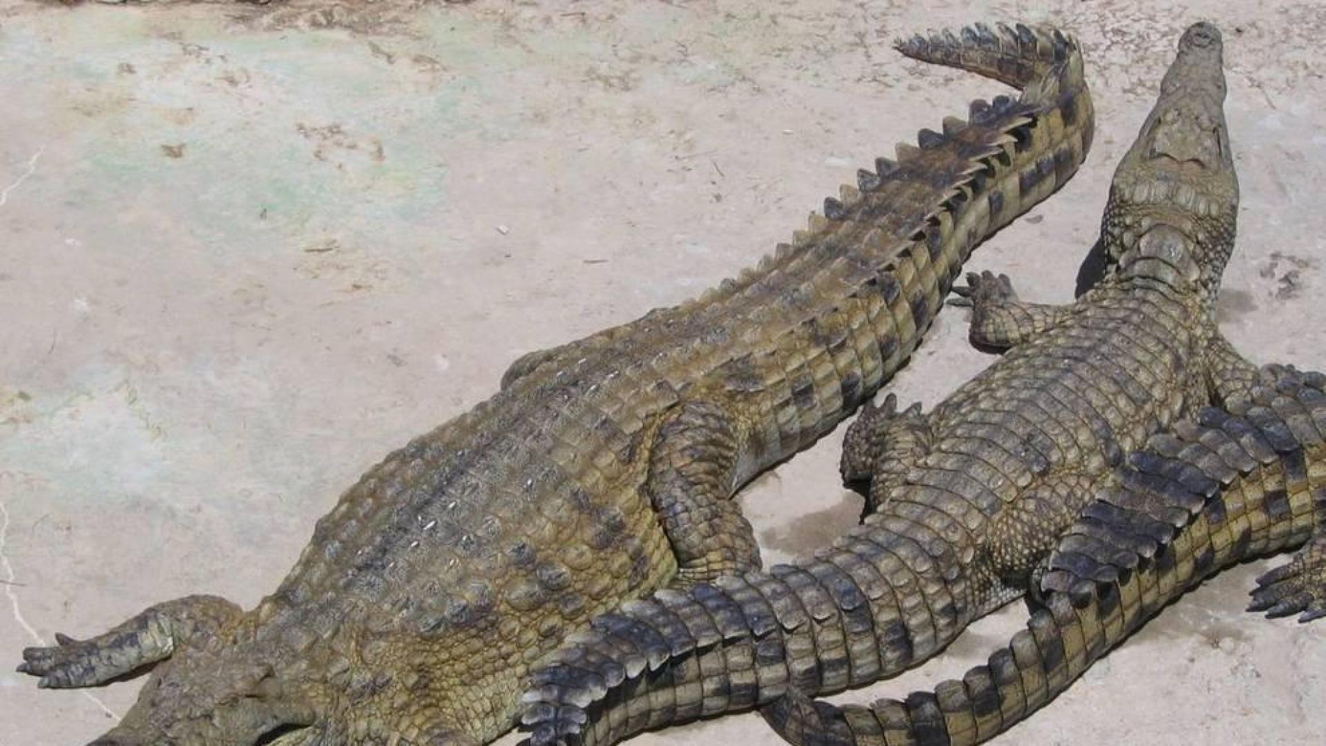 Un cocodrilo tritura al reverendo