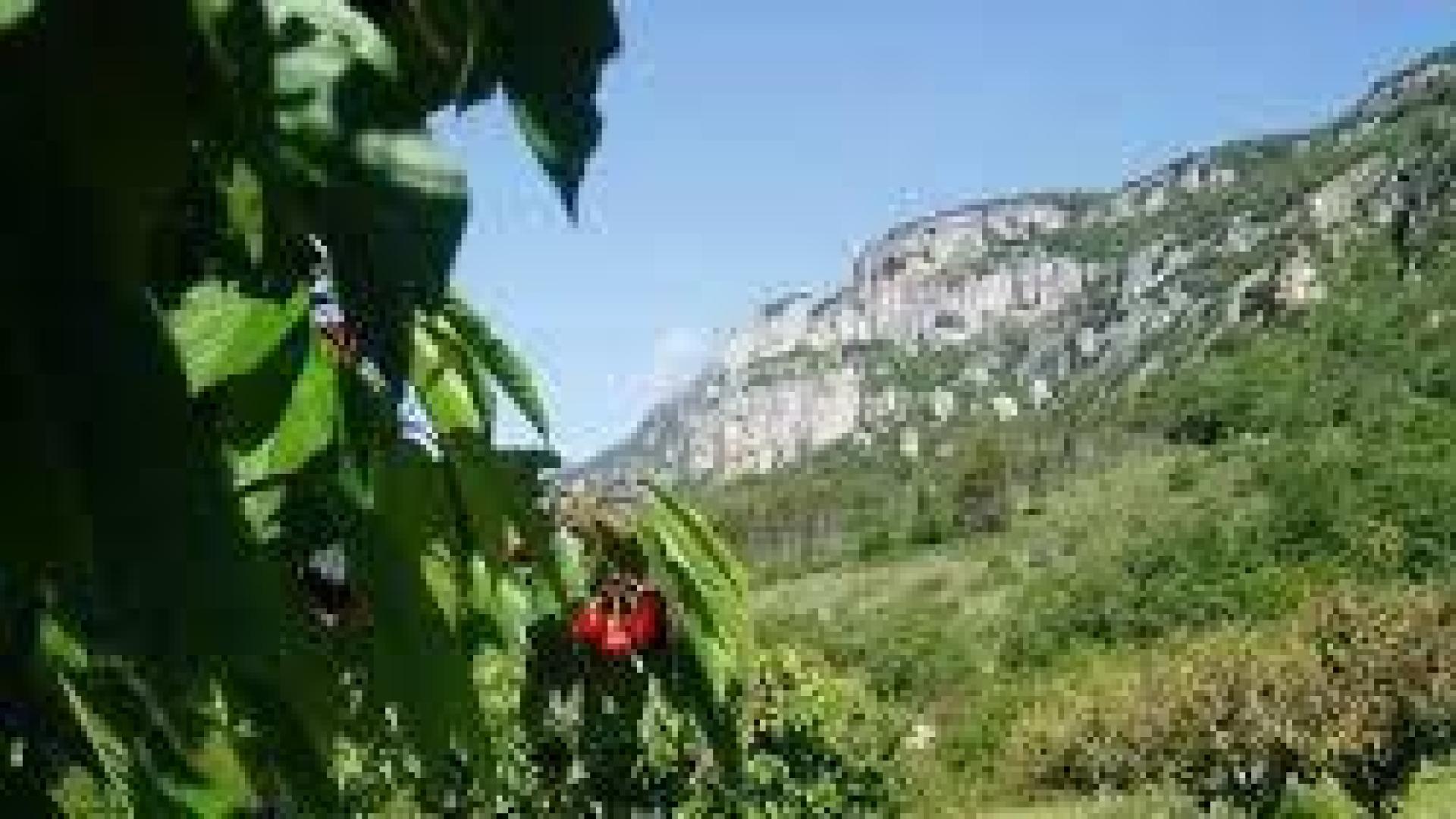 Etxauri se rinde este domingo a sus cerezas con una feria