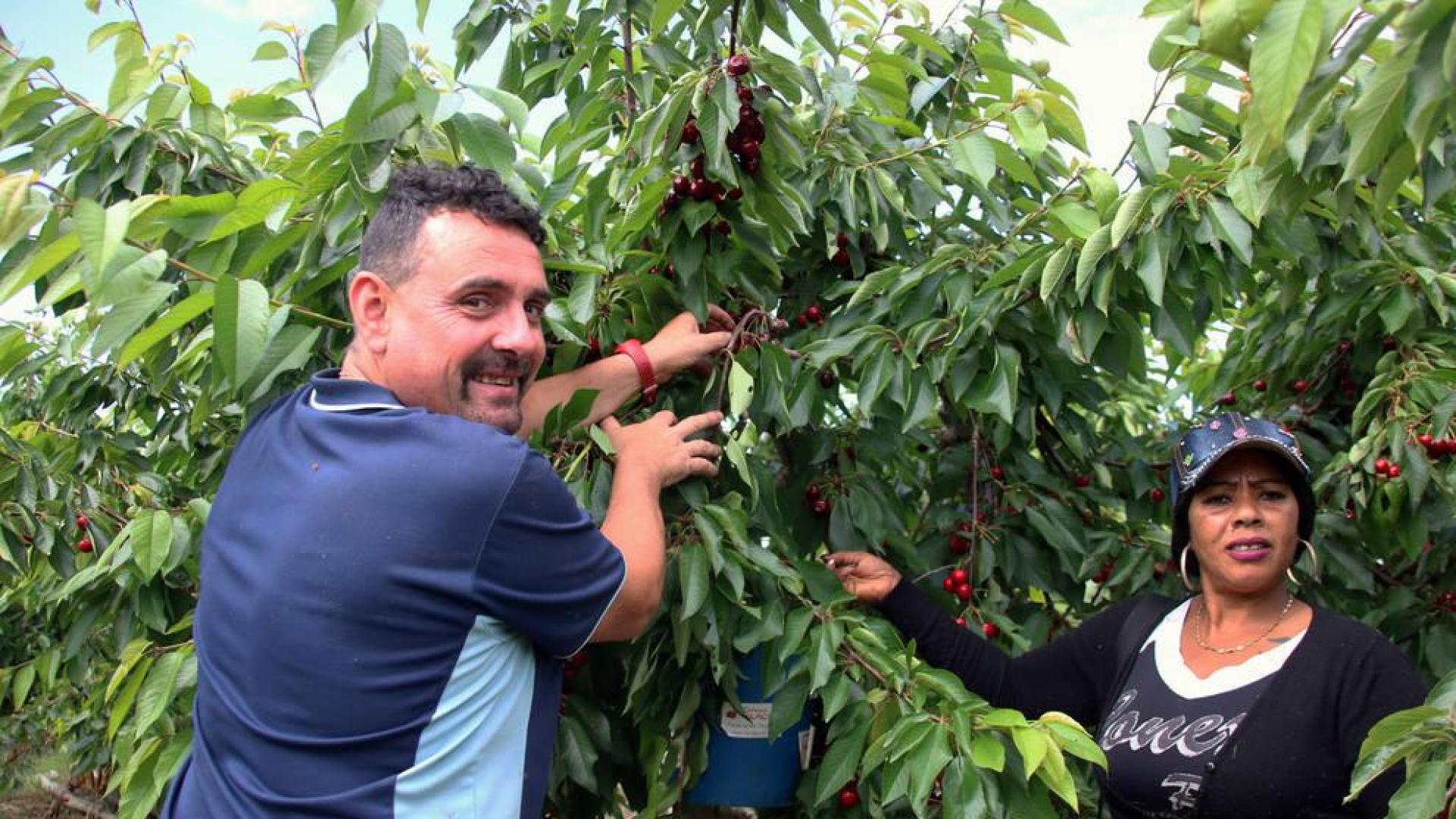 Las lluvias reducen un 15% la producción de cereza de Milagro
