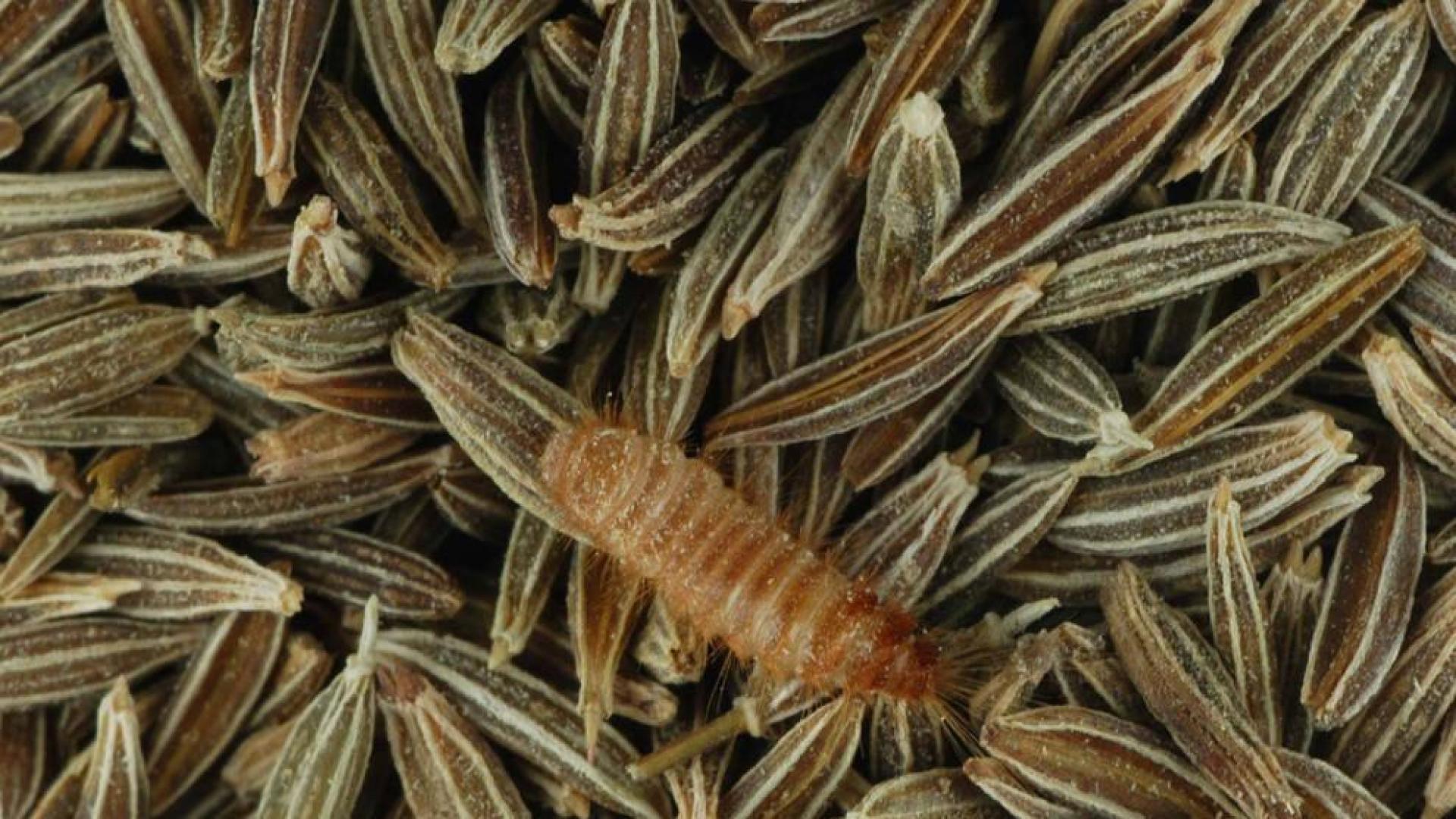 Insectos y hamburguesas artificiales como solución a la escasez de alimentos