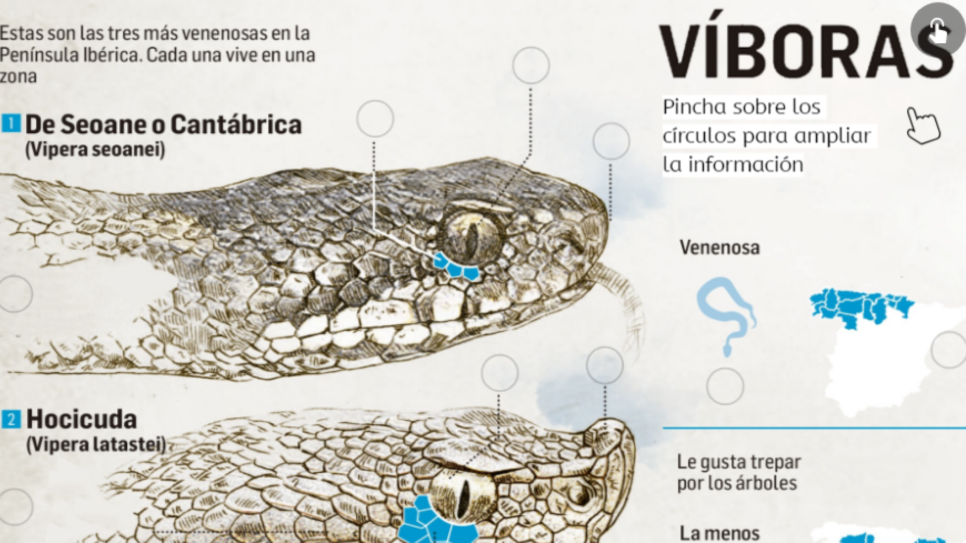 Qué hacer ante una mordedura de víbora