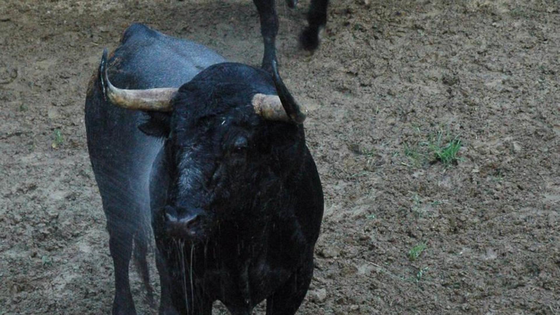 Desembarcan en los corralillos del gas los toros de la corrida del día 8