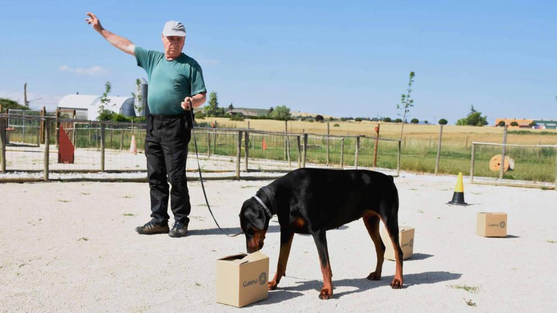 Los perros también hacen deporte