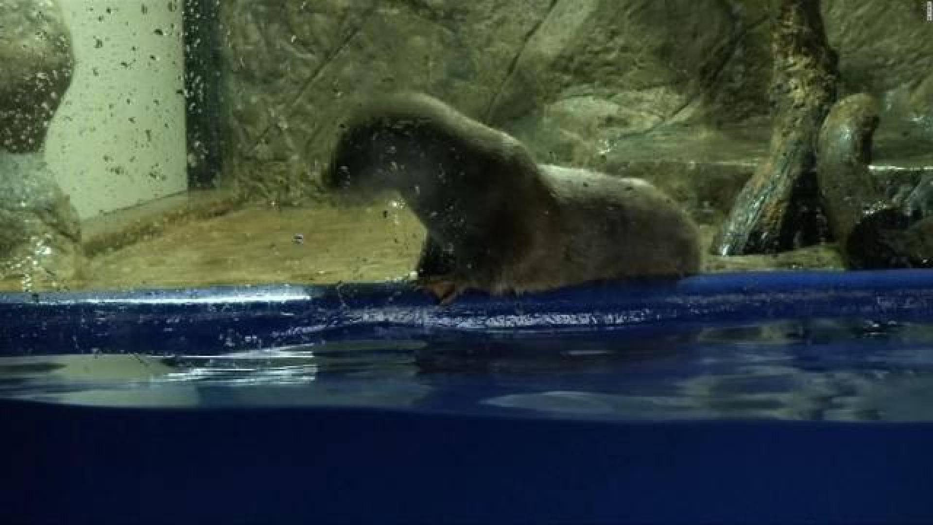 La nutria que acertó todos los resultados de Rusia predice victoria de España