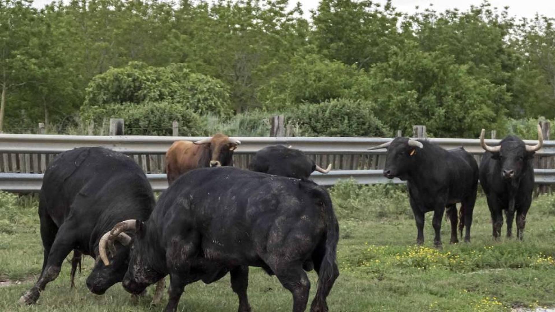José Antonio Baigorri, ganadero de Pincha, relata su aventura con el toro bravo con la mente puesta en su debut en la novillada de San Fermín: “Estamos viviendo algo único"