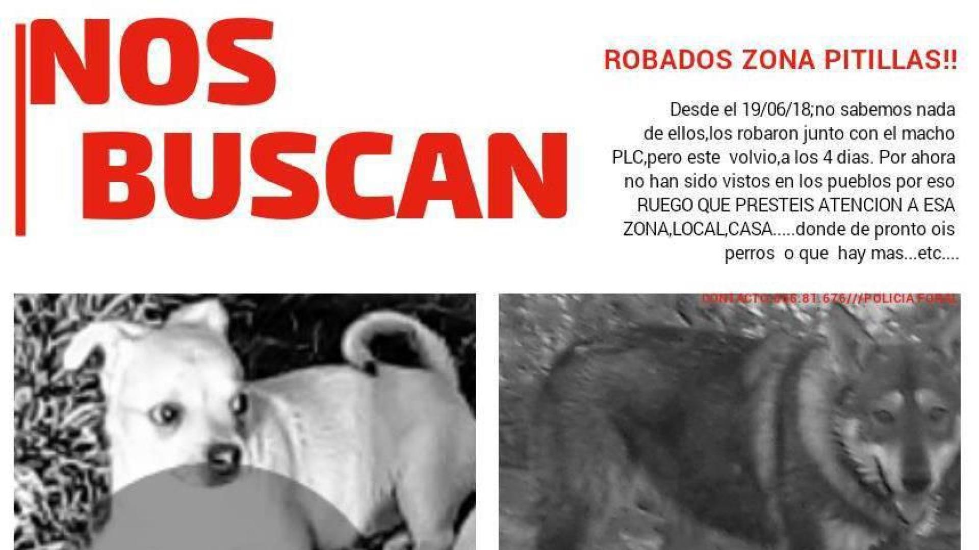 Policía Foral pide ayuda para encontrar a 'Miki' y 'Sombra', dos perros robados en Pitillas