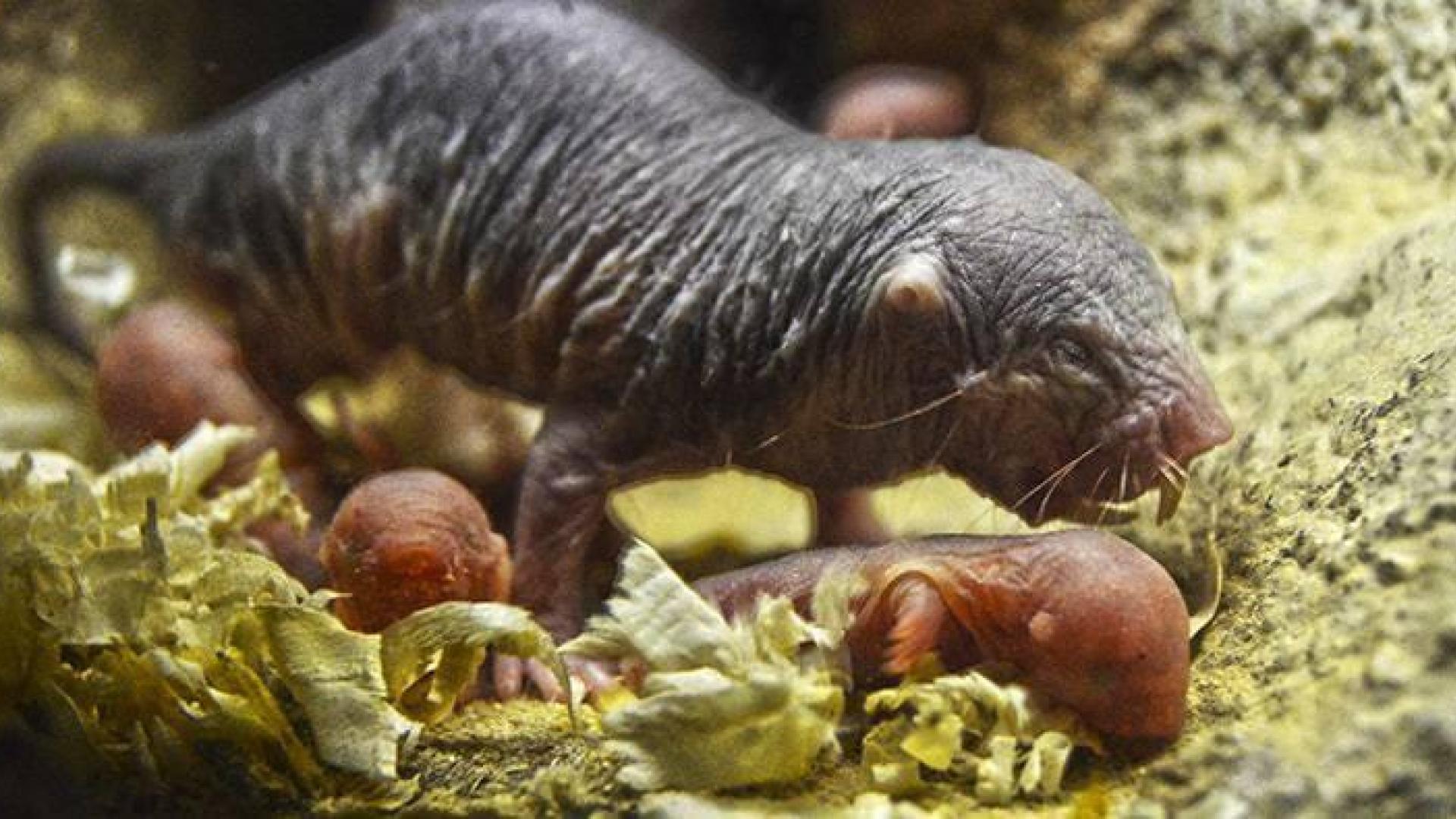 Nace en Bioparc una camada de rata topo desnuda, el mamífero inmune al cáncer