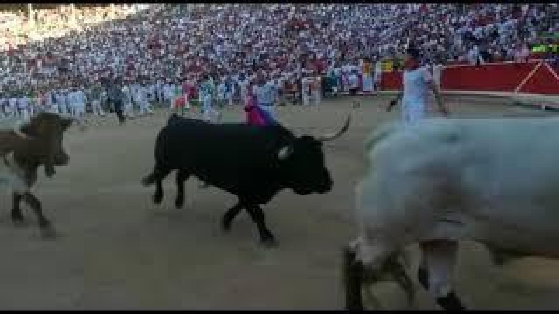 Vídeo exclusivo | La imprudencia de un 'pata' que cita a los toros al llegar a los toriles