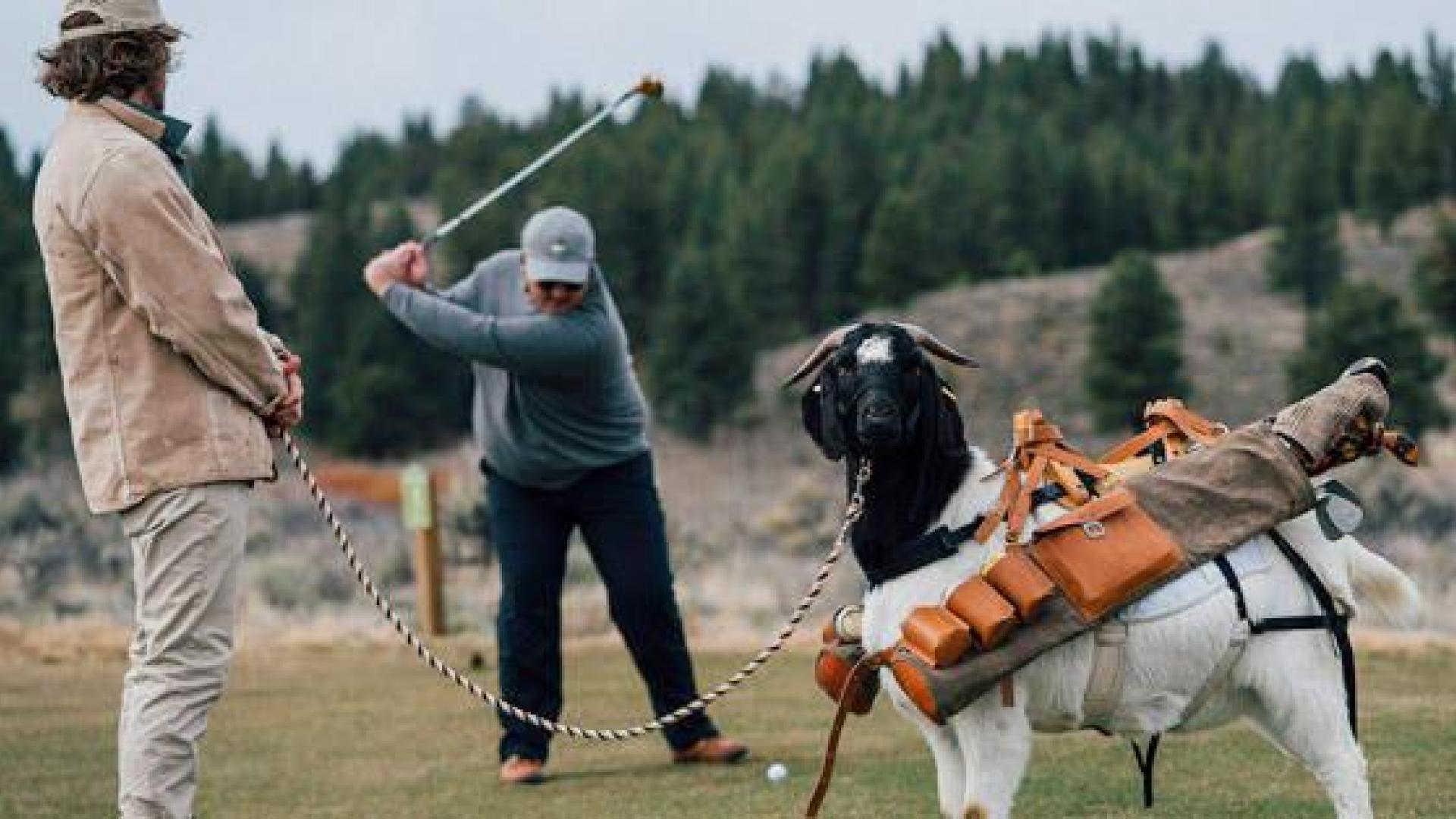Un campo de golf de EEUU cambia a los caddies por cabras