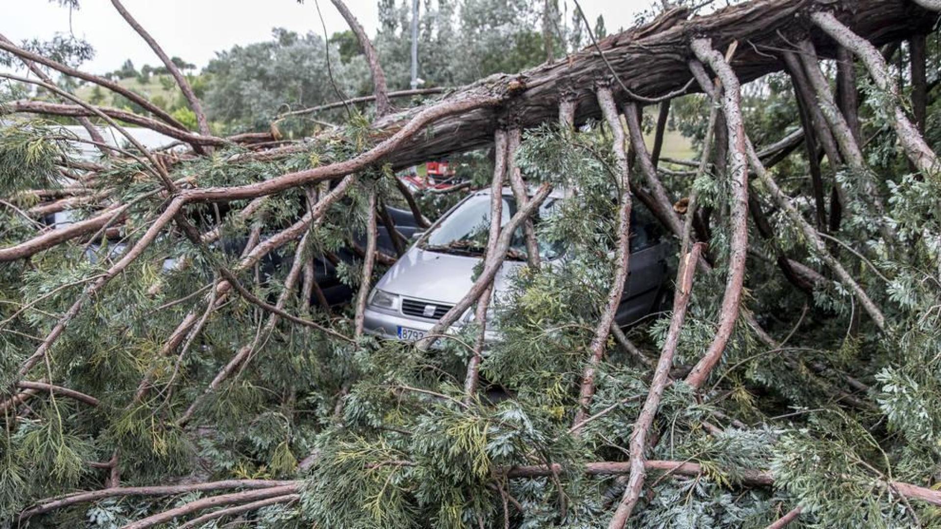 Muy grave en la UCI el herido de 30 años alcanzado por un árbol en la UN