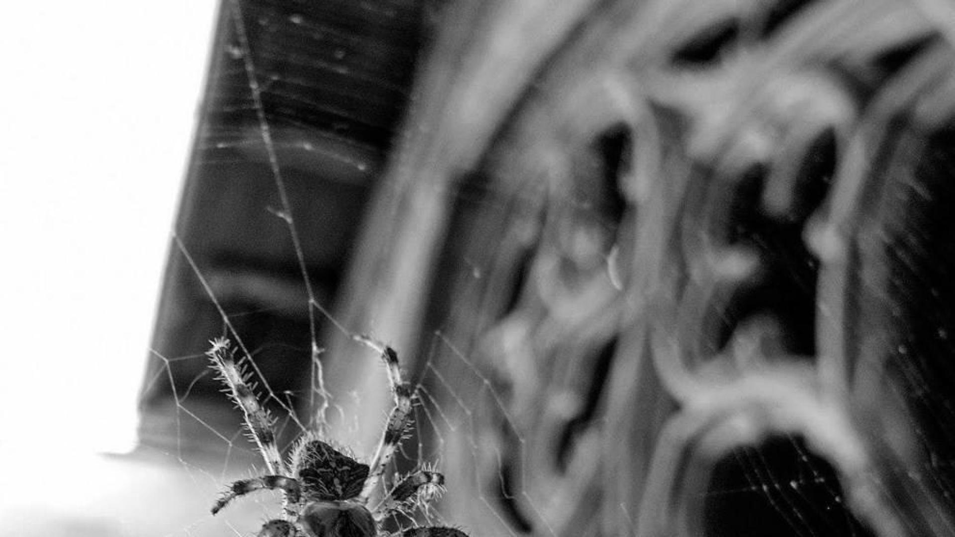 El fotógrafo Montxo Alfonso González gana un concurso del jumelage