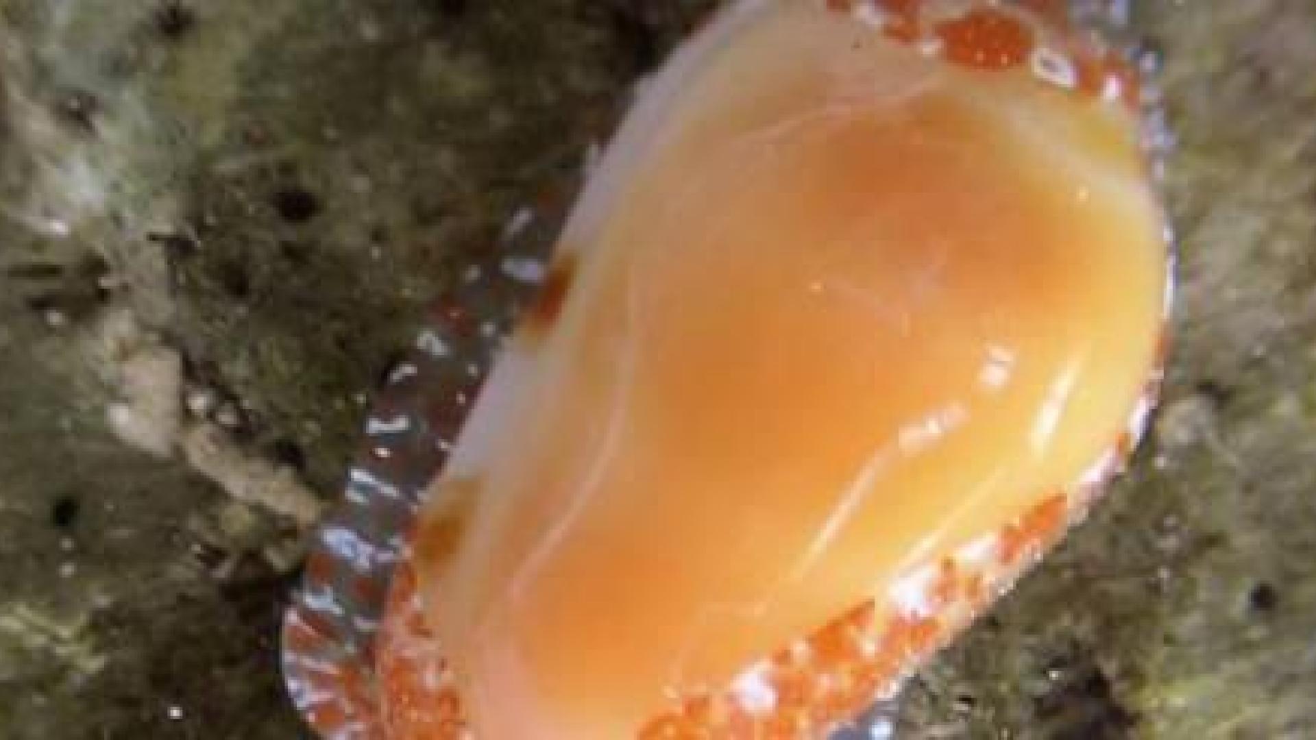 Descubren un nuevo molusco y lo bautizan como Prunum Quini o caracol Brujo