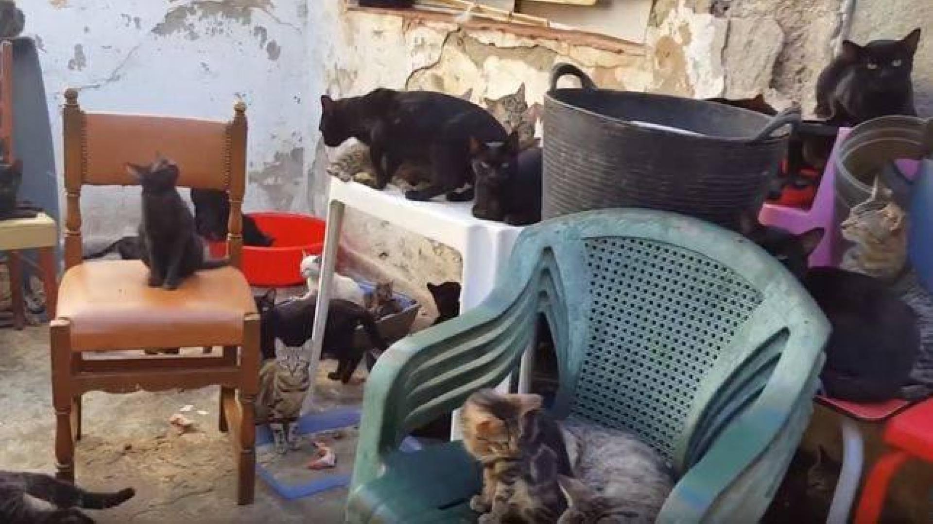 Rescatan 101 gatos que vivían en una casa de 37 metros cuadrados en Málaga
