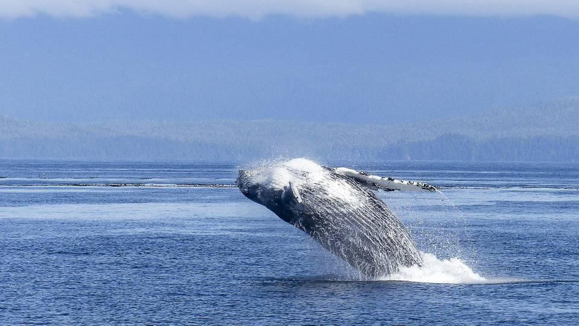 Abrolhos, la "cuna" de las ballenas jorobadas en el Atlántico sur