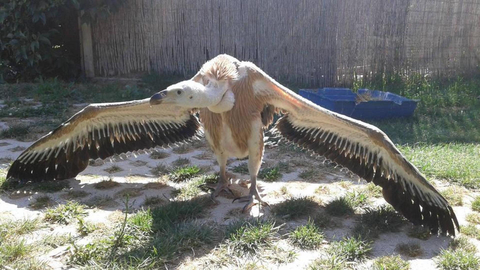 Sendaviva cría un pollo de buitre recogido tras caer del nido en la Foz de Lumbier