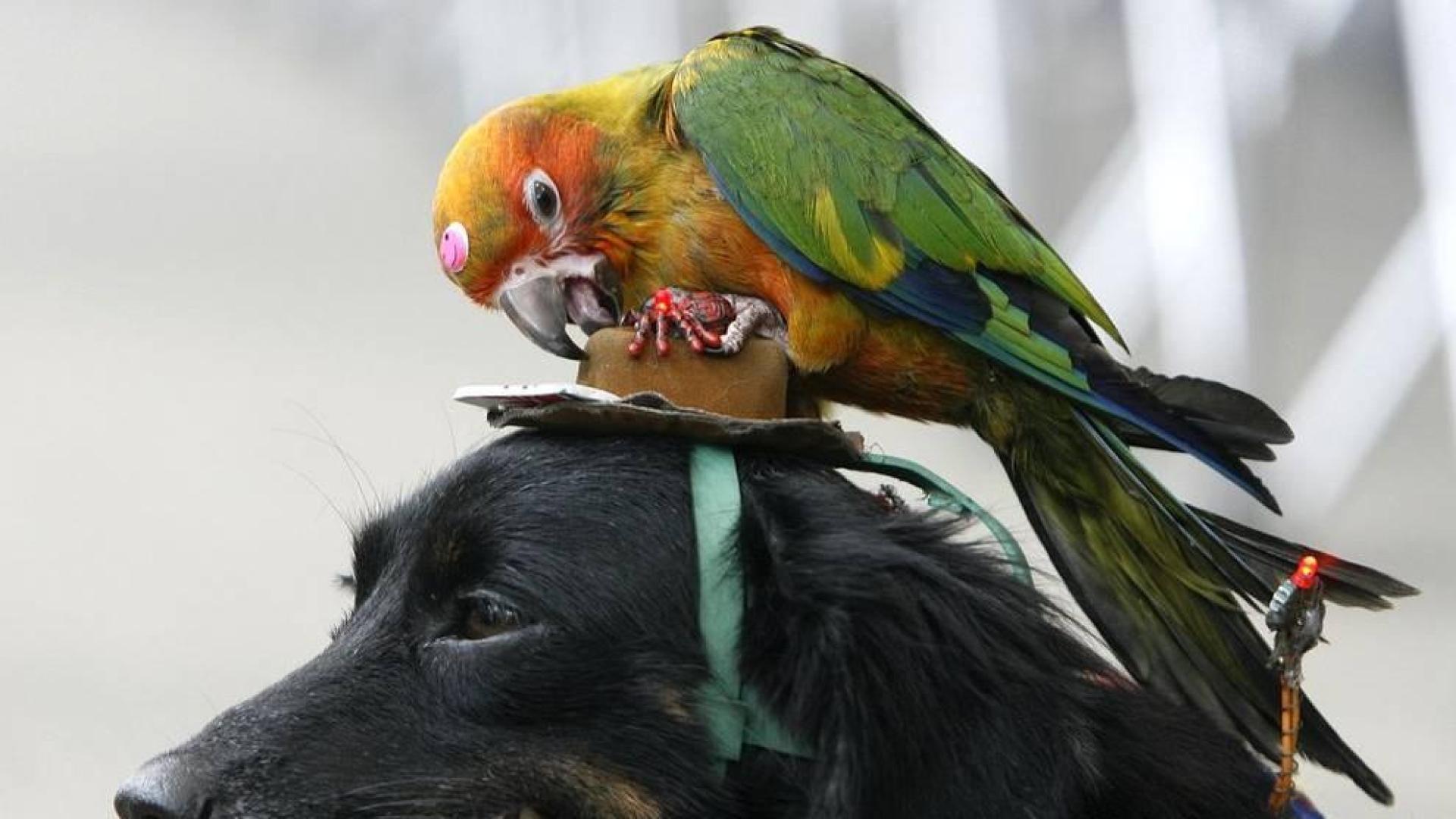 Salen a la luz los secretos de los loros parlanchines
