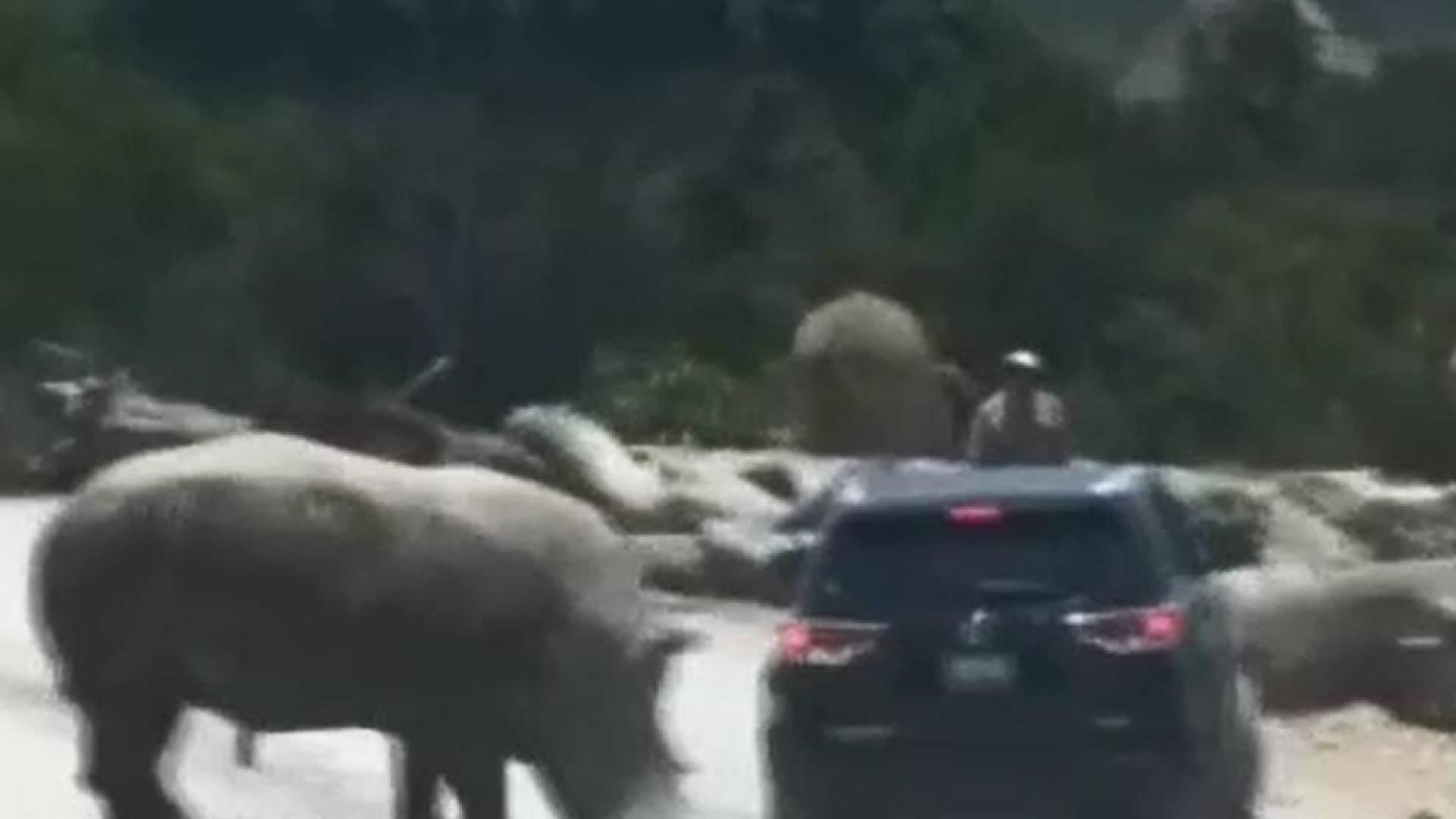 Un rinoceronte causa el pánico de una familia en un safari en México