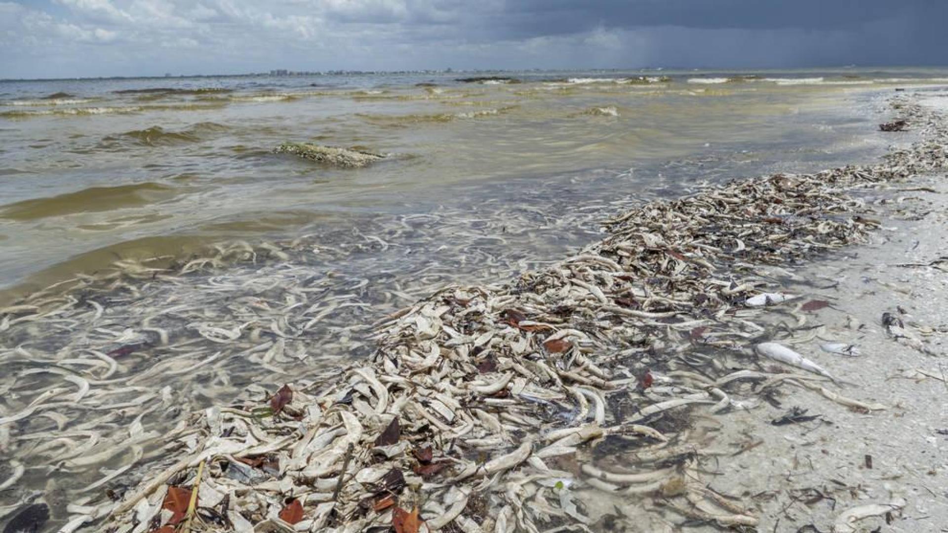 La pérdida de biodiversidad precipita la extinción humana, según un paleontólogo