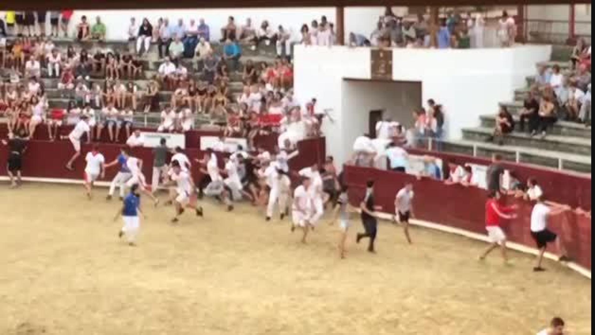 El segundo herido del primer encierro de novillos de Estella