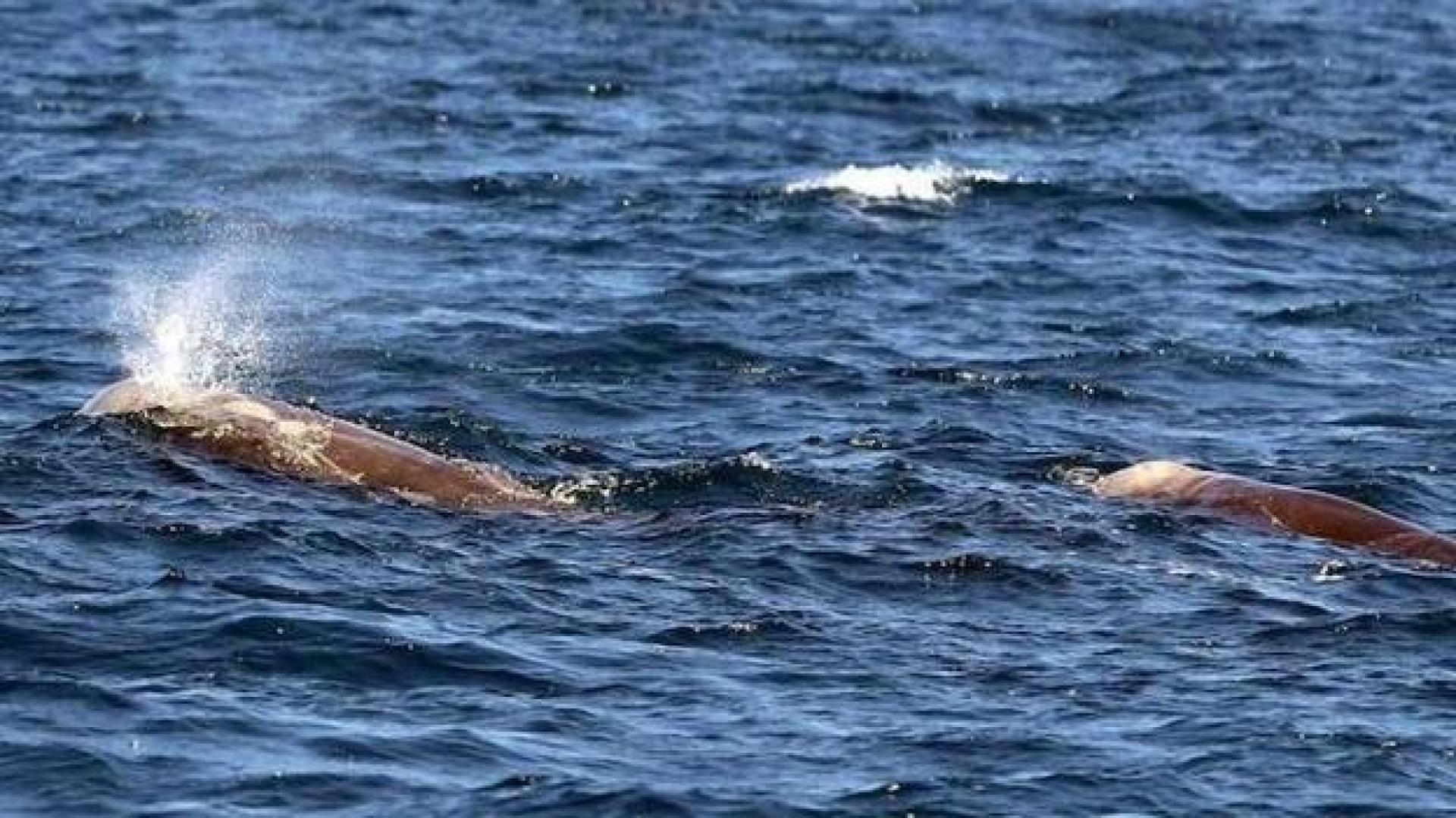 Avistadas cuatro ballenas en San Sebastián