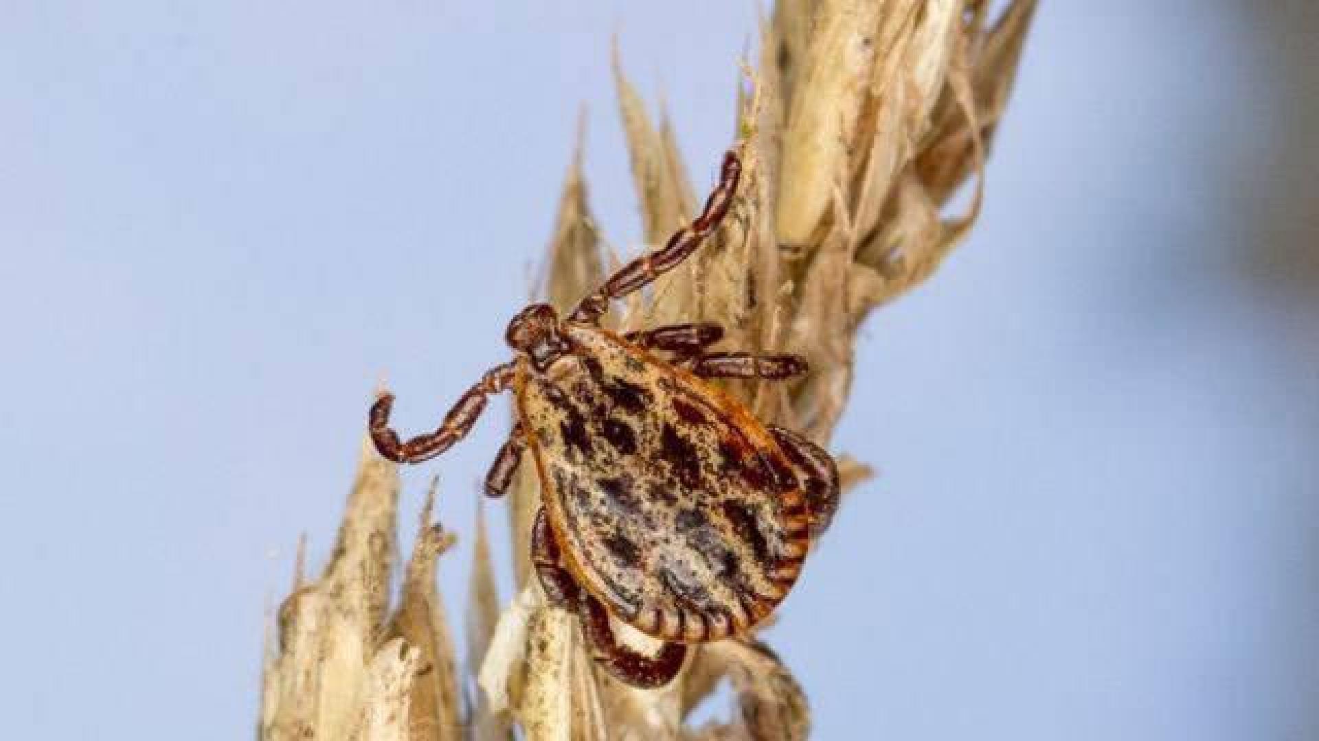 Las garrapatas transmiten más de 50 enfermedades