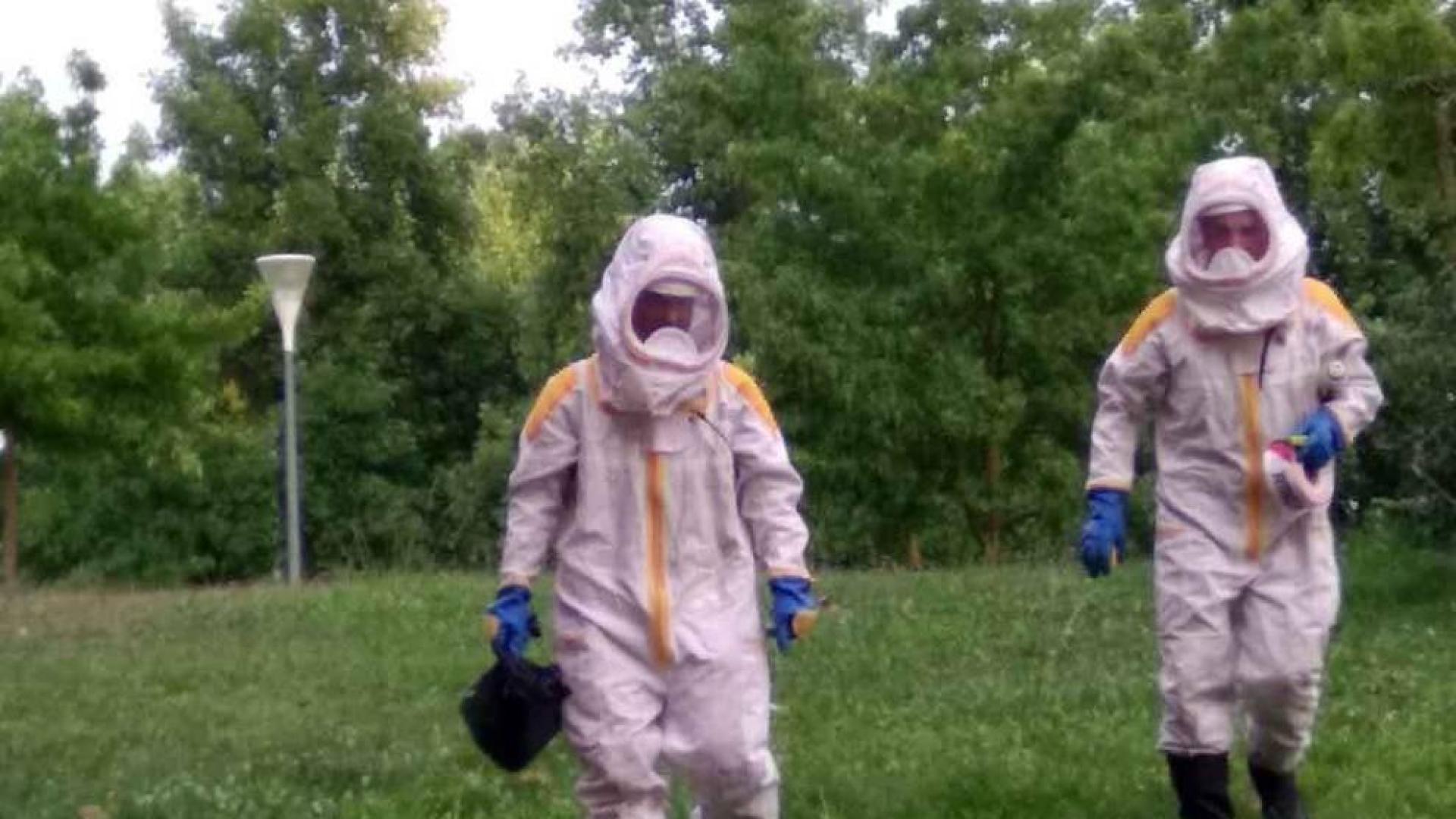 Retiran un nido de avispa asiática en Echavacoiz Norte