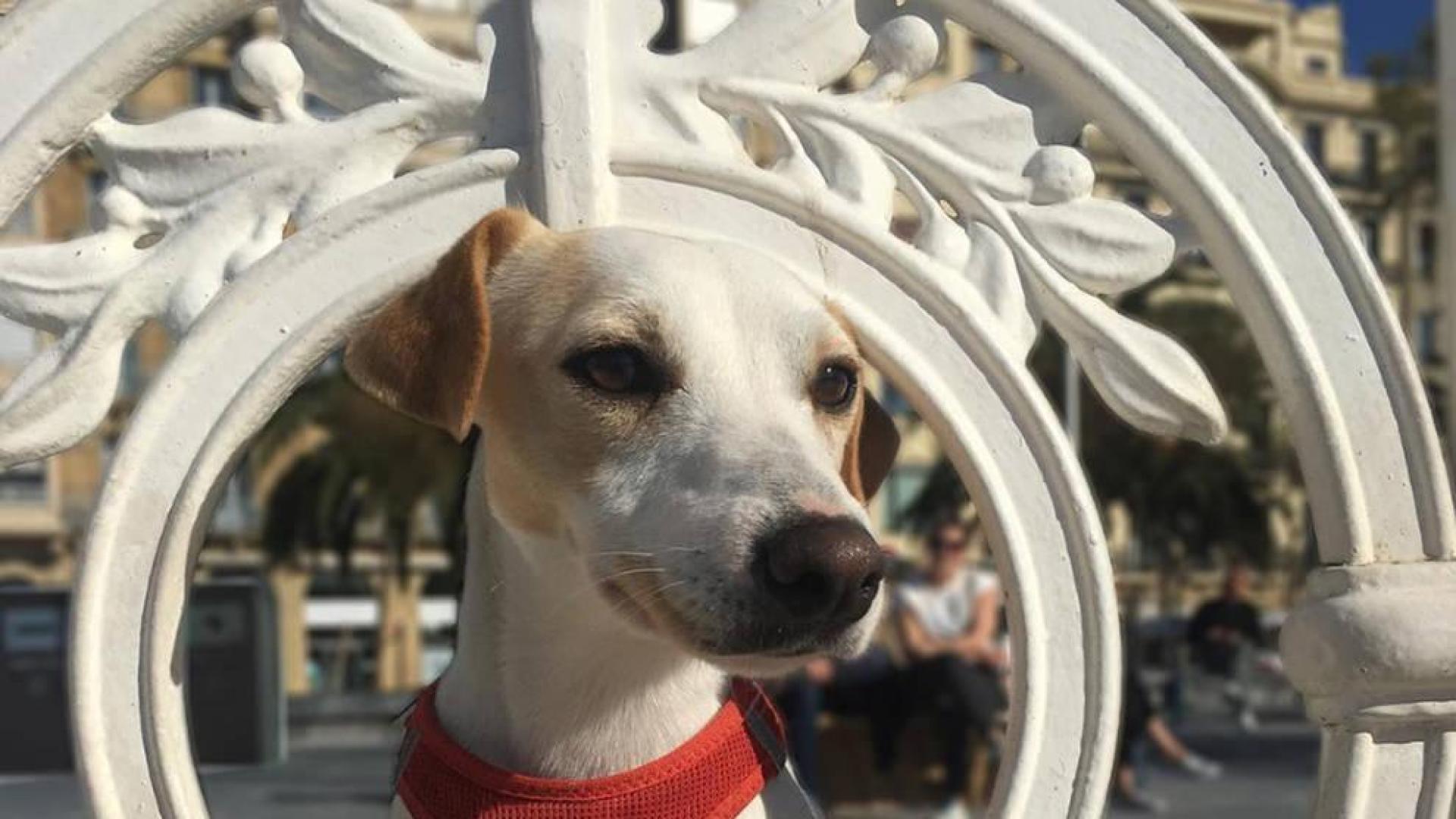 'Pipper', el primer perro 'influencer' de España, visita San Sebastián