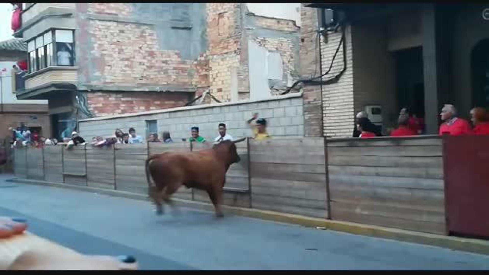 Un toro arranca parte del vallado en Murchante