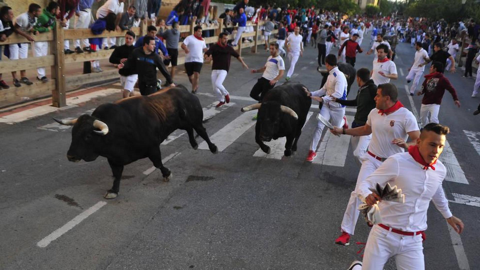Rapidez en el cuarto encierro de las fiestas de Tafalla, con un herido por contusión