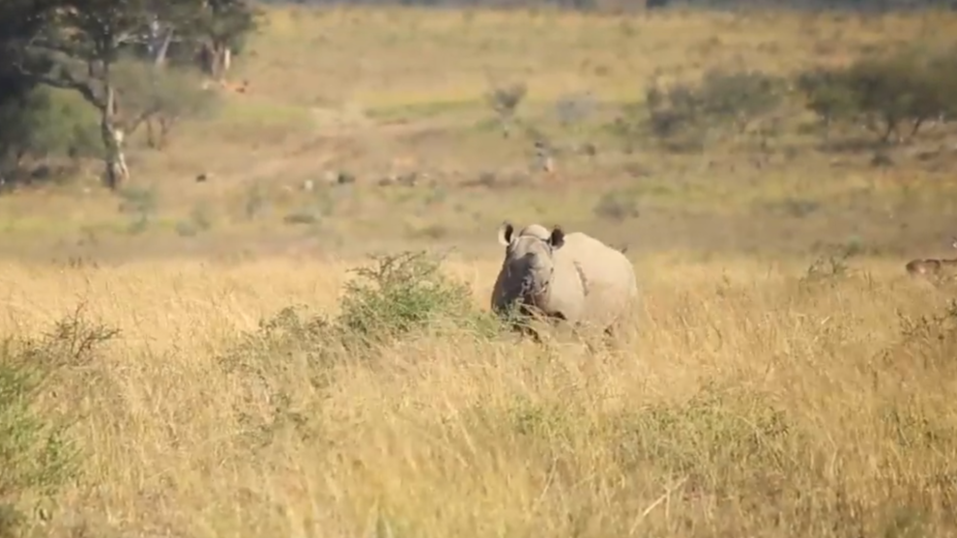 Descornar a los rinocerontes africanos para salvarlos de los furtivos