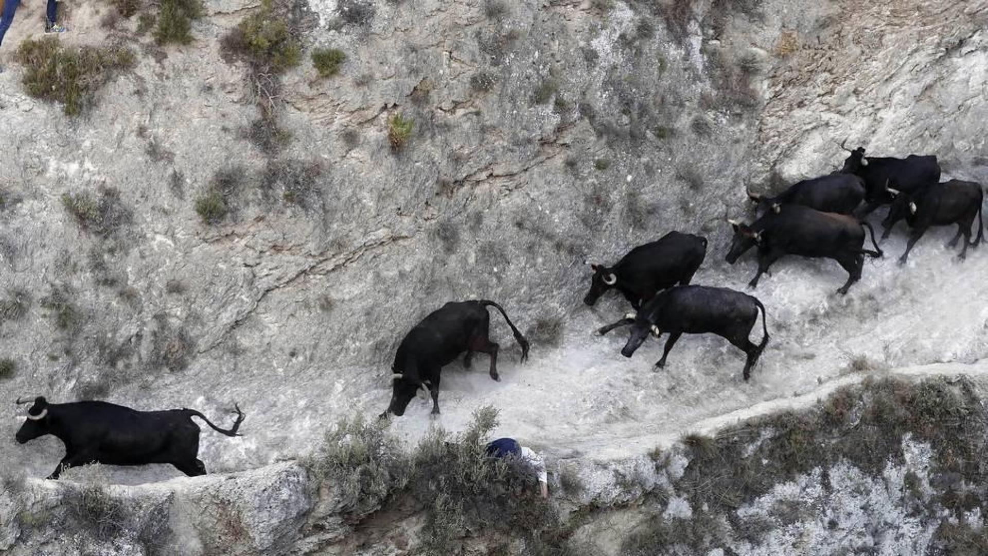 Las vacas de la ganadería Teodoro Vergara, de Falces, protagonizan el octavo encierro del Pilón de fiestas de Tafalla 2018, con varios corneados y vacas escapadas