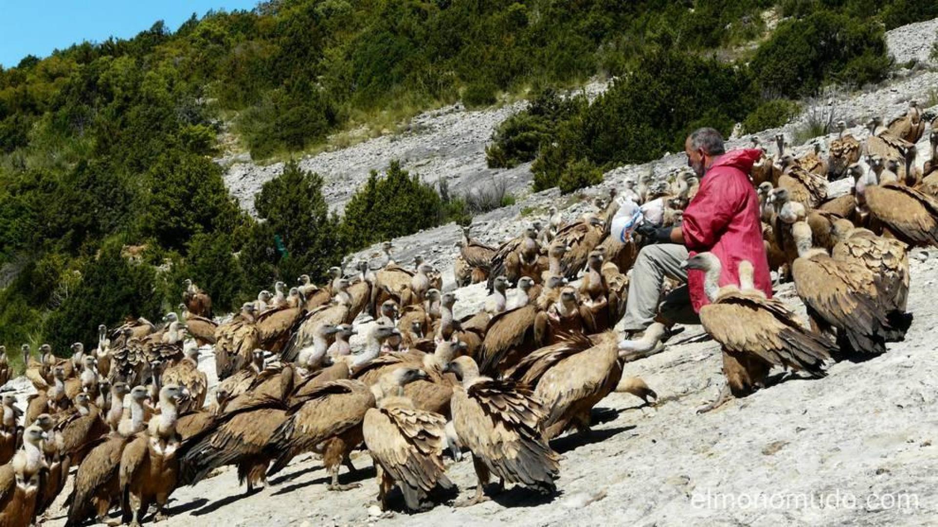 Viviendo entre buitres