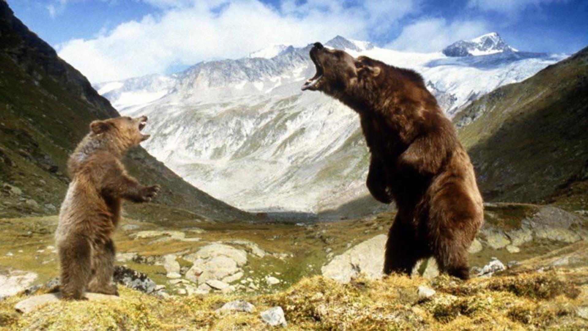 Kiwi, protagonista del filme "El oso" (1988), será trasladado a un zoo más grande