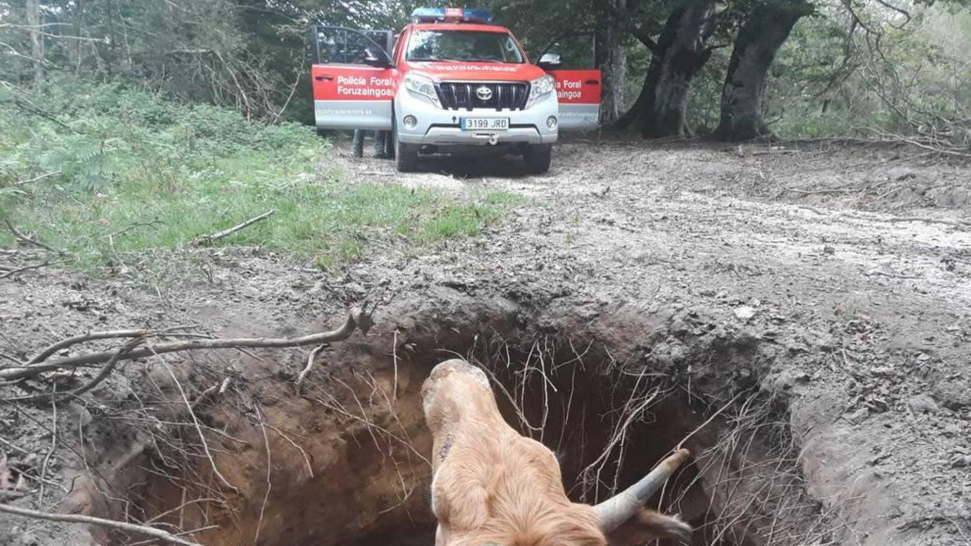 Liberan a una vaca semienterranda tras hundirse el terreno en Urbasa