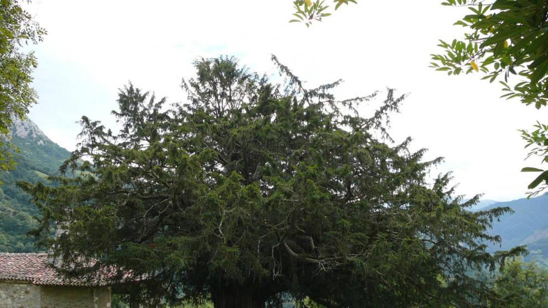 El tejo, árbol milenario que se adapta al cambio climático cambiando de sexo