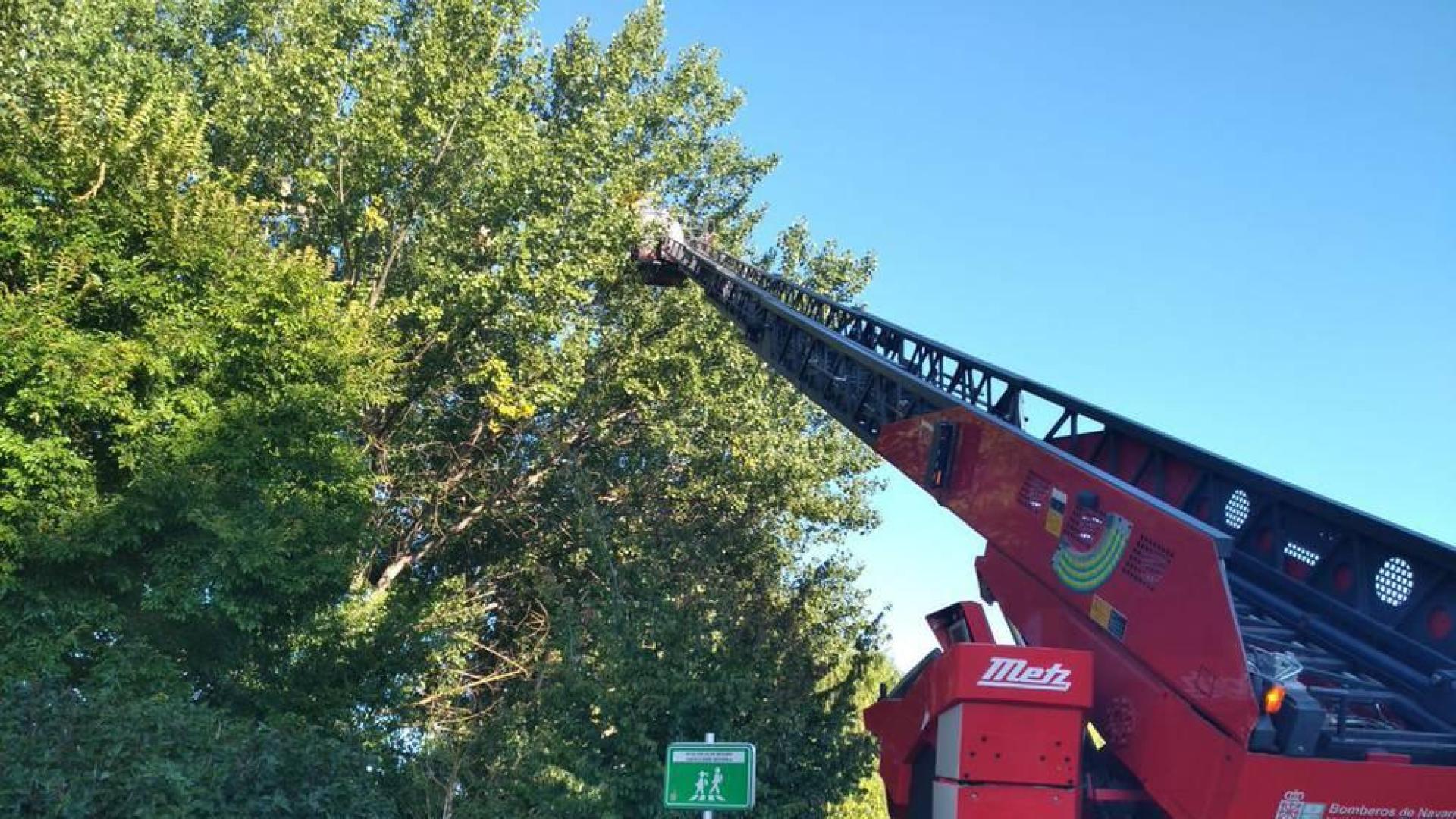 Retirado un nido de avispas asiáticas en Sarriguren