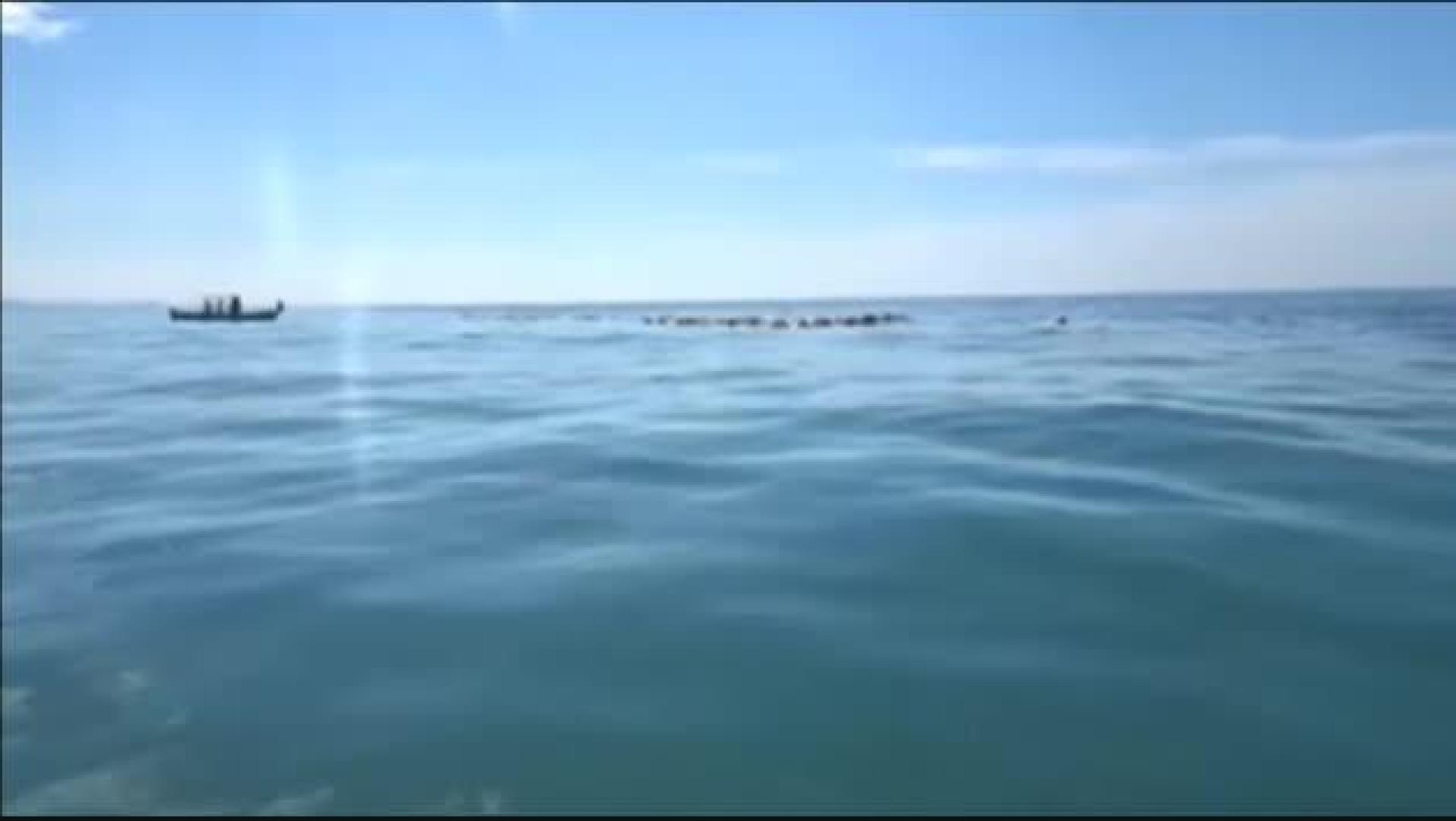 Aparecen cientos de tortugas muertas en México